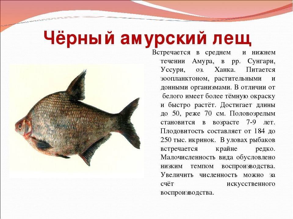 Рыба «Лещ амурский чёрный» фото и описание