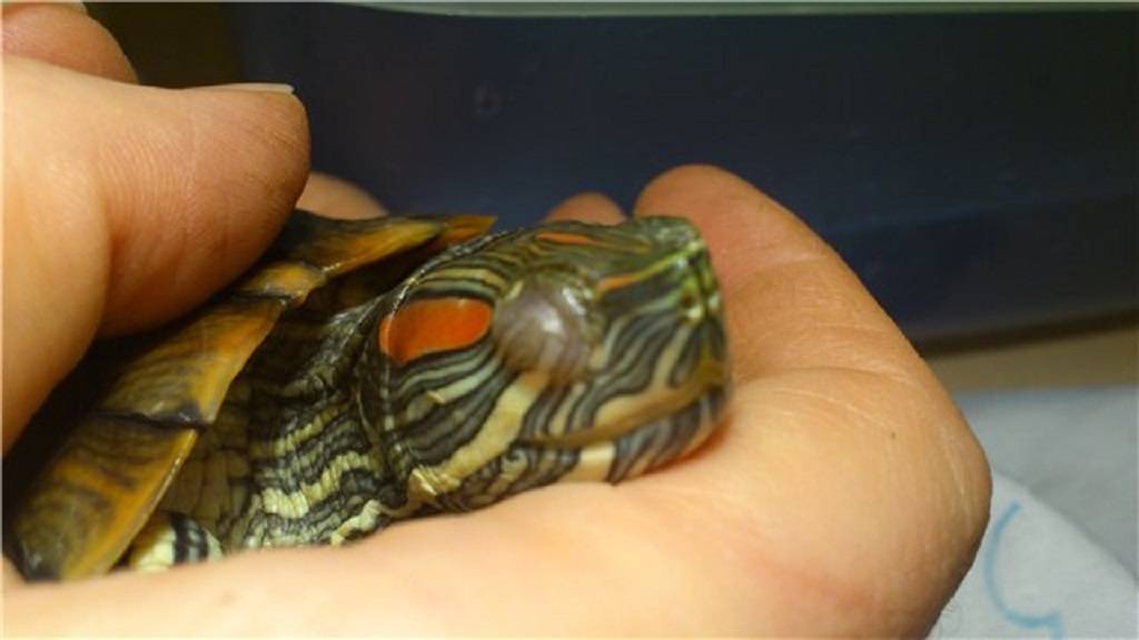 Что делать, если красноухая черепаха не ест, очень вялая и спит. возможные причины потери аппетита
