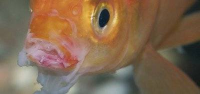 Сапролегниоз (дерматомикоз) у аквариумных рыб: причины болезни, лечение, профилактика