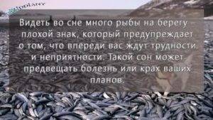 Приснилось много. Видеть во сне рыбу. К чему снится рыба. Приснилось поймал много рыбы. Сонник рыба во сне.