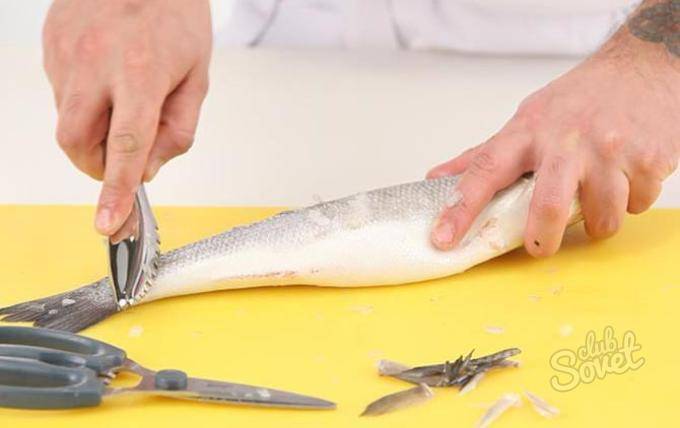 Как очистить щуку от слизи. полезные свойства рыбы