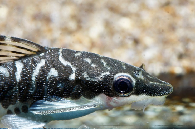 Аквариумная рыбка отоцинклюс: содержание и разведение