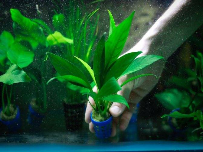 ᐉ аквариумный анубиас: содержание в аквариуме, выращивание и виды, размножение - roza-zanoza.ru