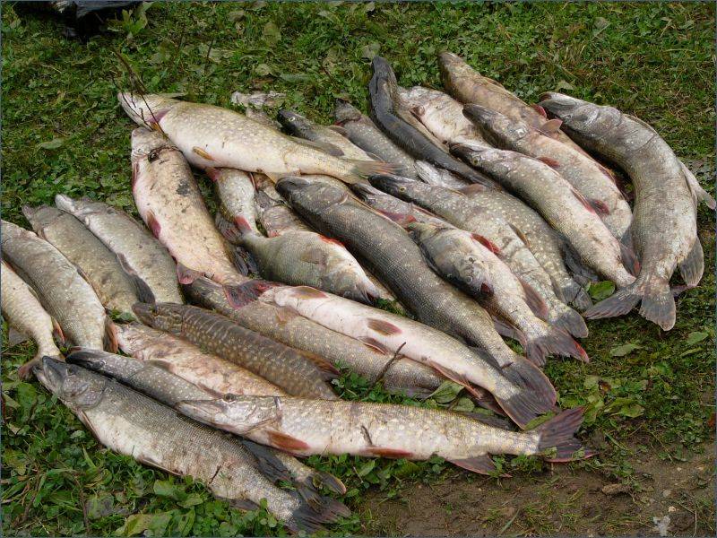 Рыбалка в ногинске и ногинском районе, особенности ловли в елизаветино, клязьме