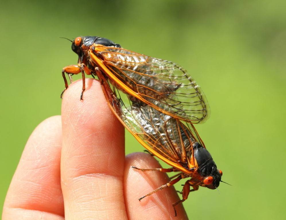 Самые крупные насекомые крыма - фото, видео, описание