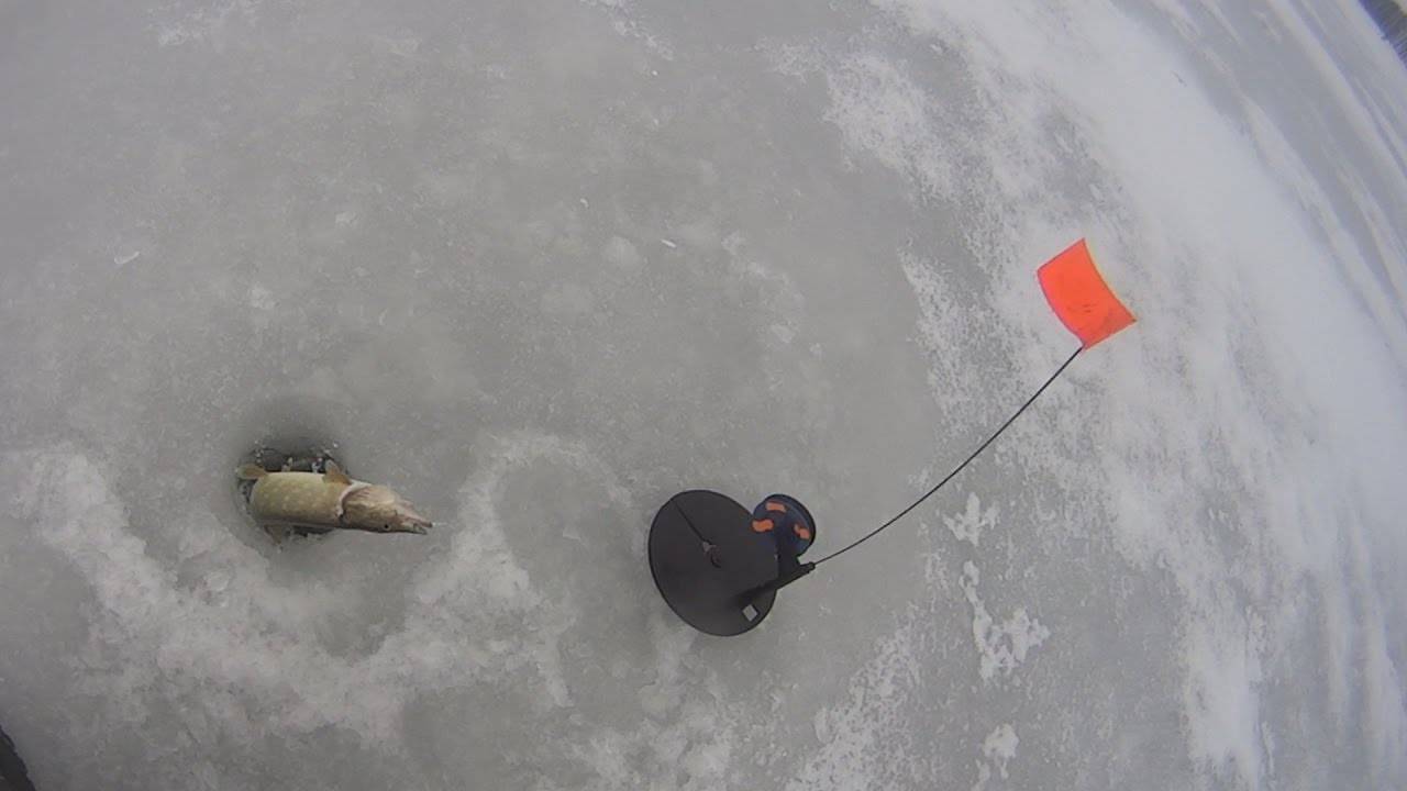 Ловля щуки на жерлицу. видео | рыбацкие секреты