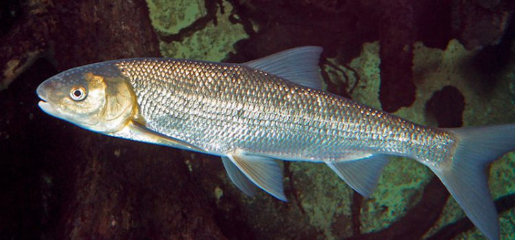 Вырезуб рыба. описание, особенности, виды, образ жизни и среда обитания вырезуба