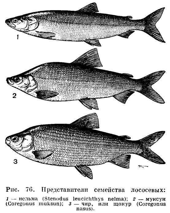 Рыба семейства сиговых — информация о видах рыб