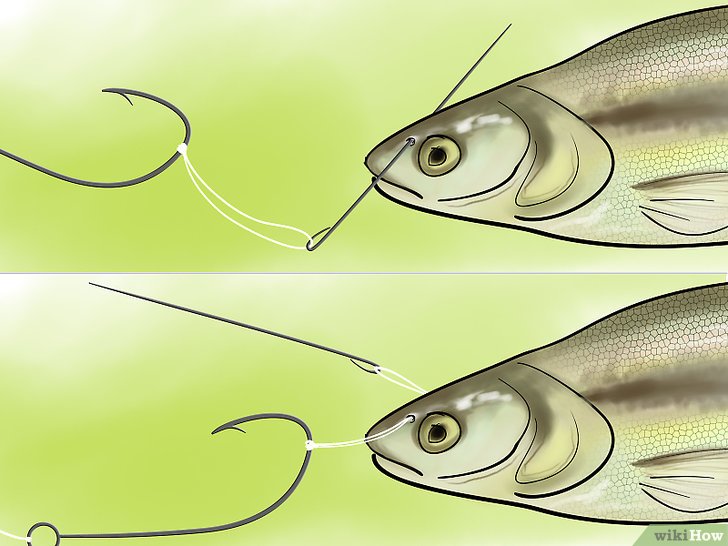 Как ловить рыбу на живца?