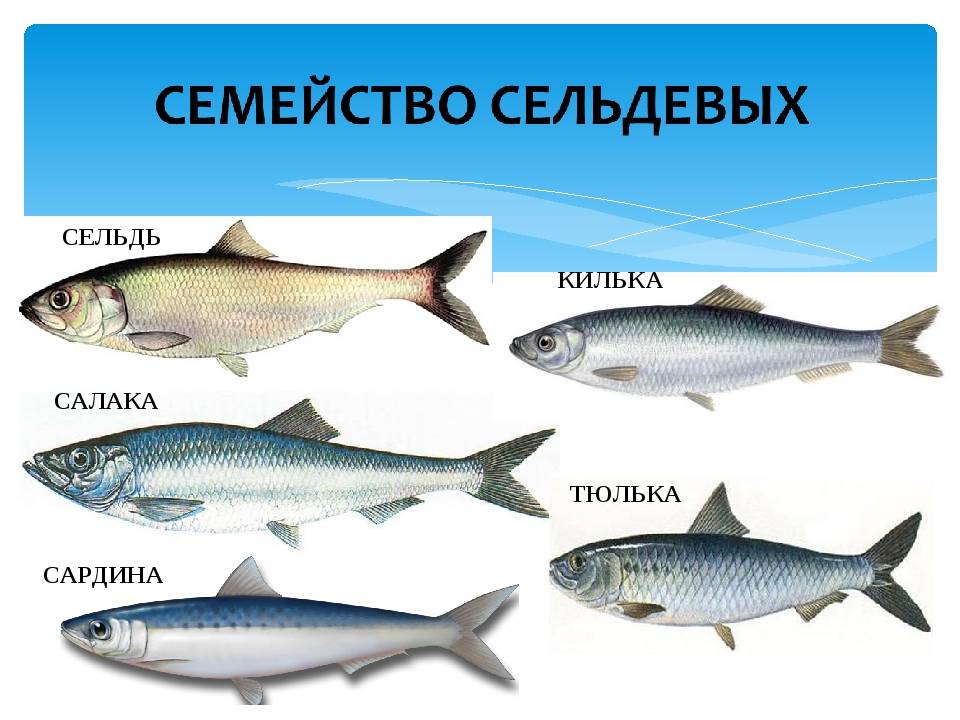 Донская селёдка жареная (don cossack fried herring)
