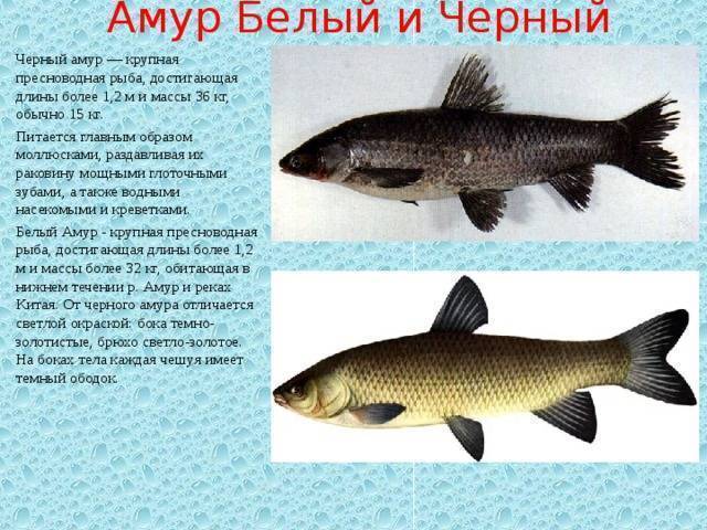 Рыба амур (белый, черный): описание и фото, как выглядит, где обитает