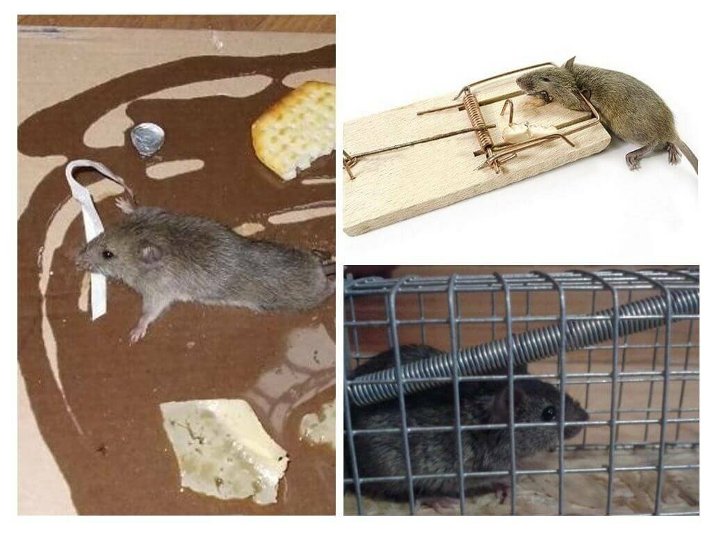 Борьба с мышами в доме и на дачном участке. грызуны, крысы, мыши. фото — ботаничка.ru