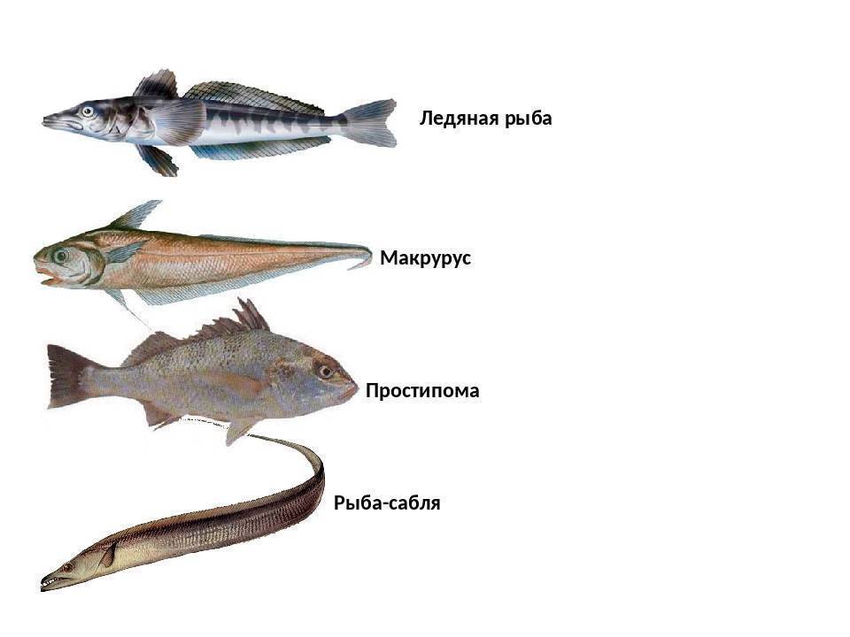 Путассу: польза и вред, полезные свойства рыбы