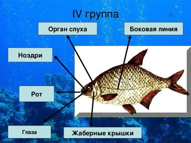 Какие ноздри у рыб. Органы боковой линии у рыб. Боковая линия орган чувств у рыб. Строение органа боковой линии у рыб. Органы чувств рыб строение.