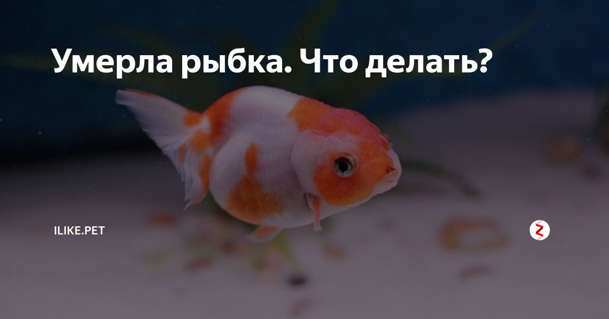 Умирают рыбки в аквариуме: почему дохнут (причины), что нужно делать, профилактика