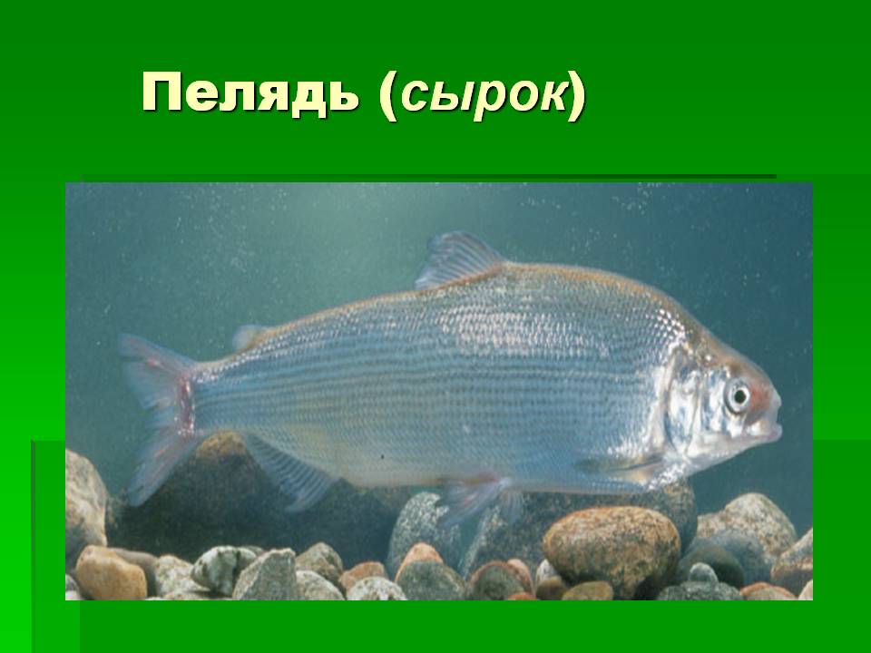 Рыба сырок (пелядь): фото и описание, где водится, образ жизни, описторхозная или нет