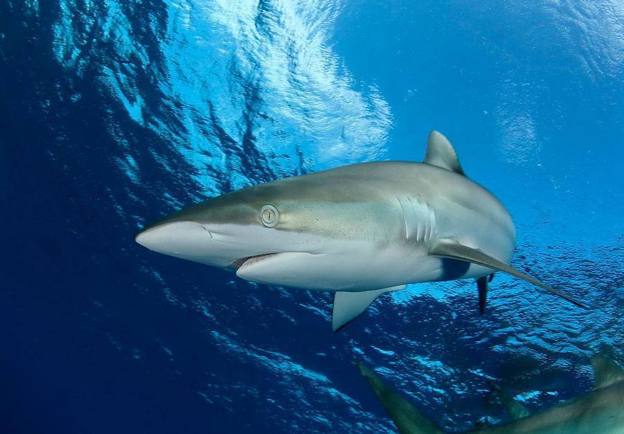 Акула - 87 фото самого идеального хищника морей и океанов