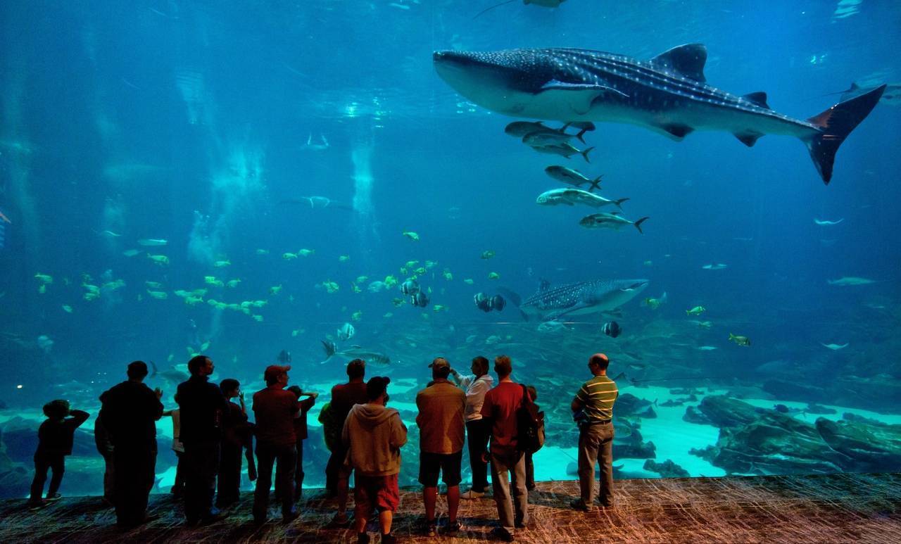Самые большие и необычные аквариумы в мире. ТОП-10