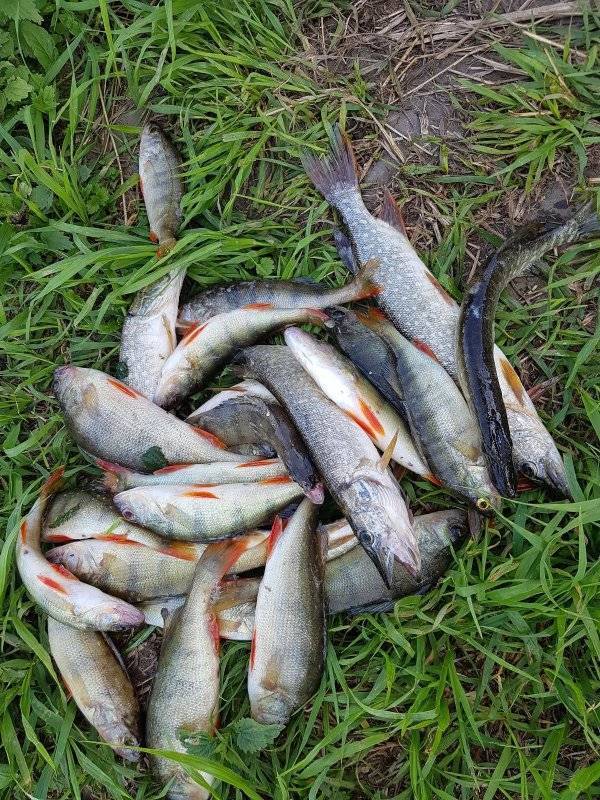 Firstfisher.ru – интернет-журнал о рыбалке и рыболовах. где порыбачить в псковской области?