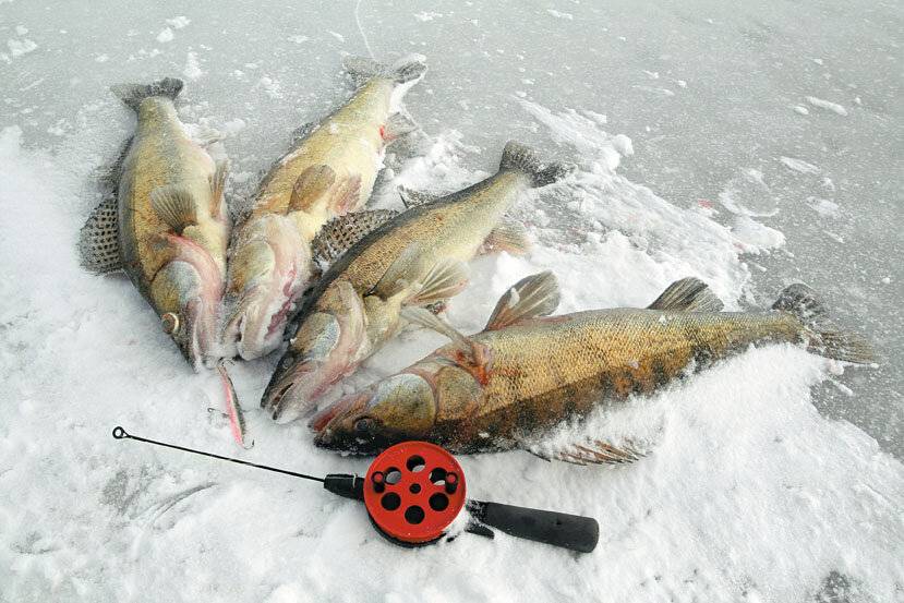 Рыбалка на спиннинг | спиннинг клаб - советы для начинающих рыбаков
ловля судака весной на спиннинг - секреты и тонкости рыбалки