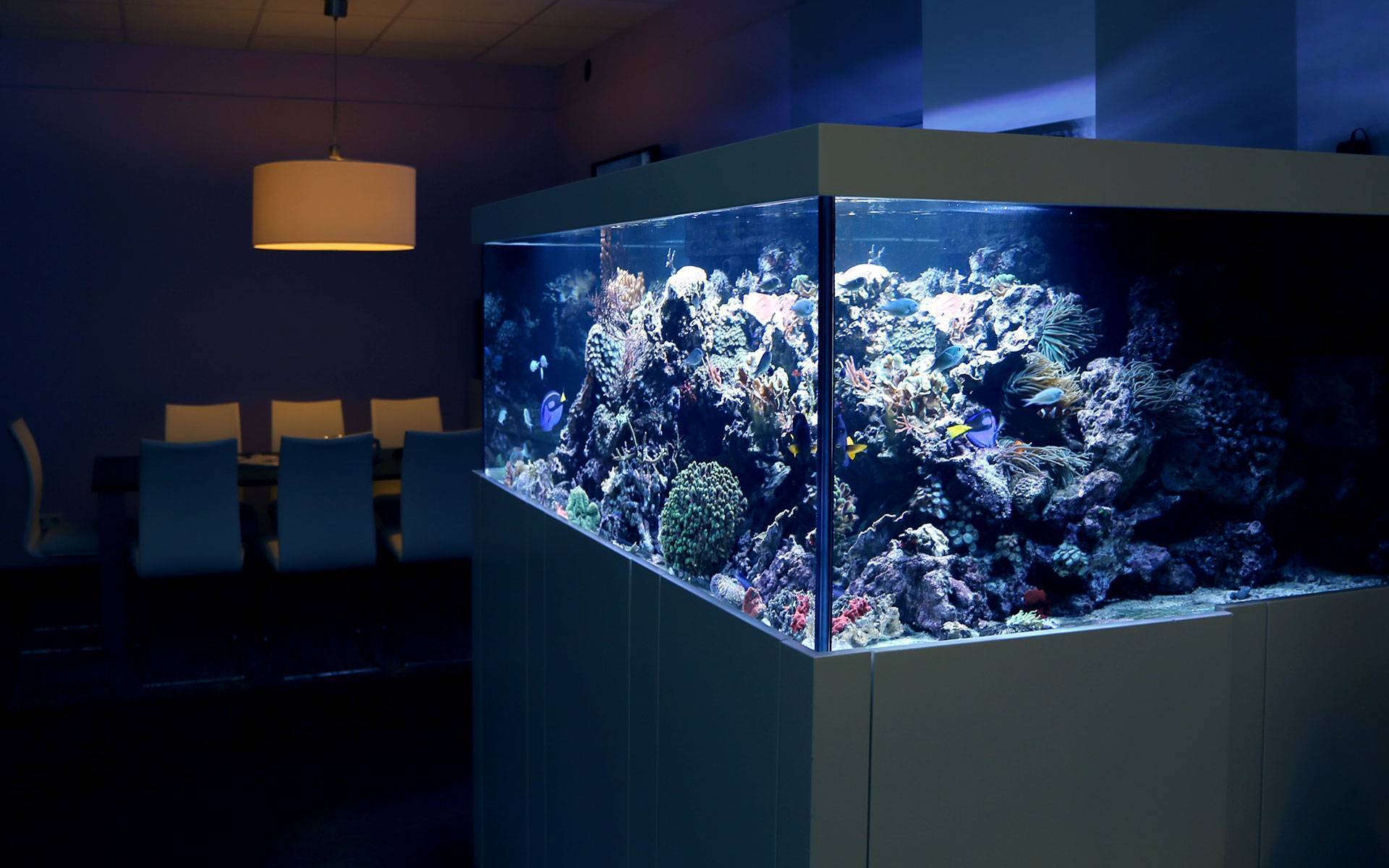 Вода в аквариум: как не ошибиться с её подбором?