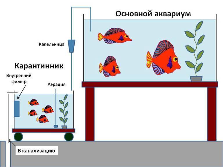 Основные параметры воды в аквариуме