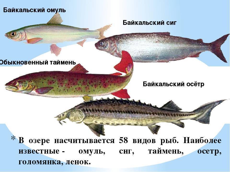 Омуль и пелядь различия фото и описание