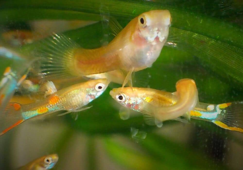 Размножении и разведении гуппи нерест в домашнем аквариуме