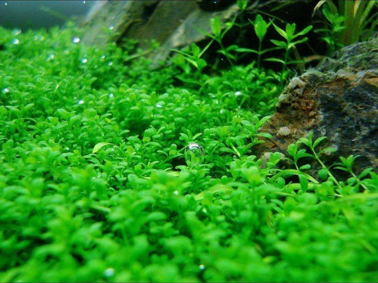 Содержание хемиантуса кубы в аквариуме: как сажать растение
