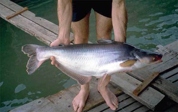 Рыба пангасиус: среда обитания, полезные свойства и вред, способы приготовления и советы по выбору