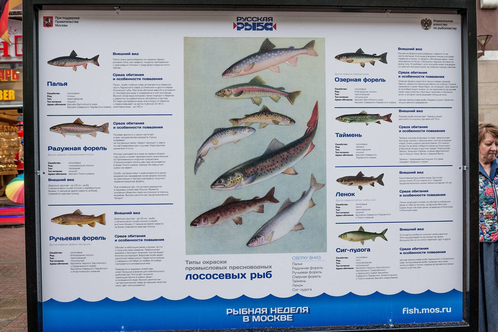 Список рыб россии с названиями и фото, морские и пресноводные рыбы российской федерации