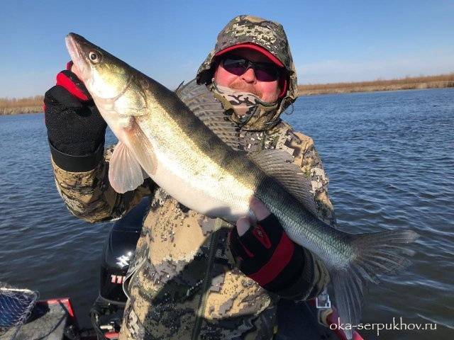 Рыбалка на оке в серпуховском районе: какая рыба водится, отзывы