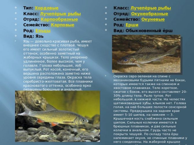 В Тамбовской области в реку Ворона запустили мальков царской рыбы