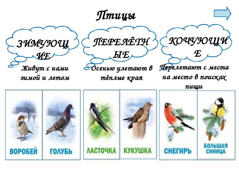 Птицы окружающий. Окружающий мир: птицы. Окружающий мир 1 класптицы. Птицы 1 класс. Кто такие птицы 1 класс.