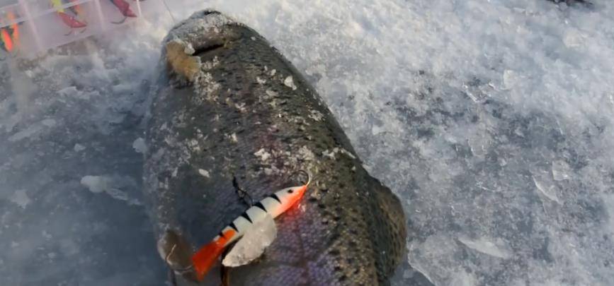 Как ловить форель зимой: (снасти для зимней рыбалки и способы ловли форели)