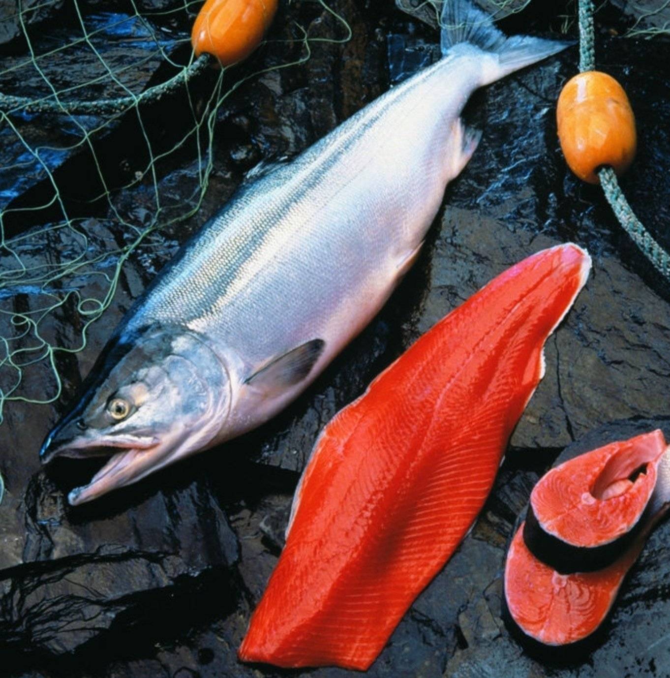 Рыба чавыча: полезные свойства, где обитает, вкусные рецепты