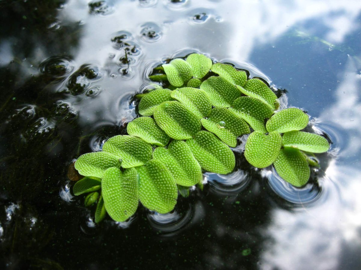 Сальвиния - плавающее аквариумное растение