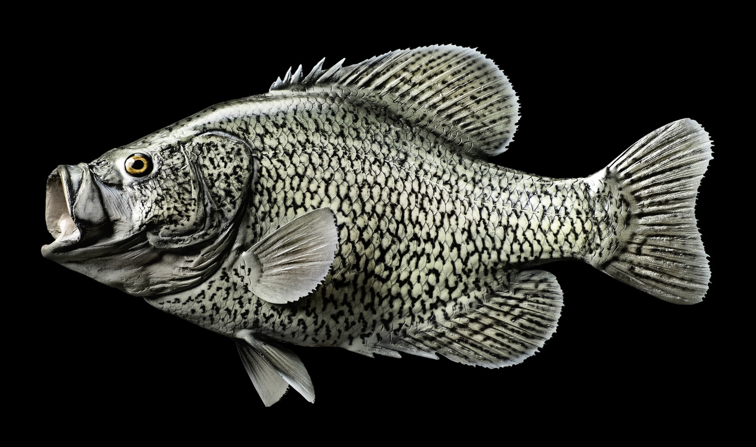 Басс белый – каталог рыб, смотреть онлайн