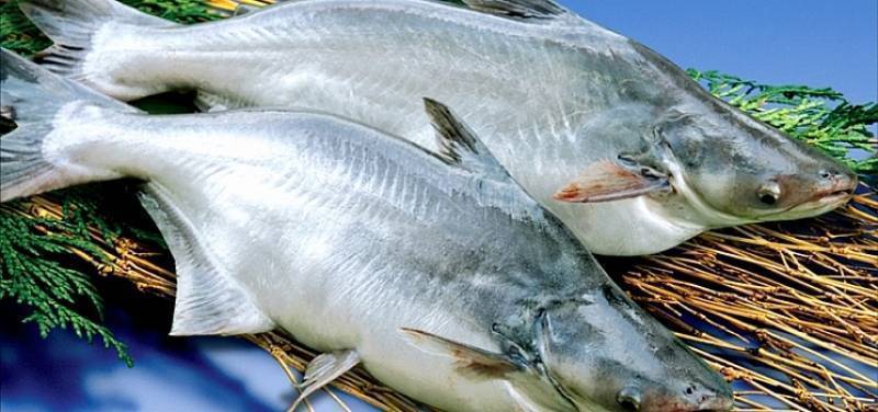 Рыба пангасиус: полезные свойства, вред, приготовление