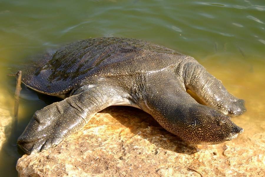 Трионикс: дальневосточная мягкотелая черепаха с длинной шеей, содержание в домашних условиях, размножение