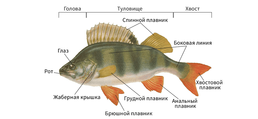 Рассмотрите плавники как они расположены сколько их подпишите на рисунке названия плавников