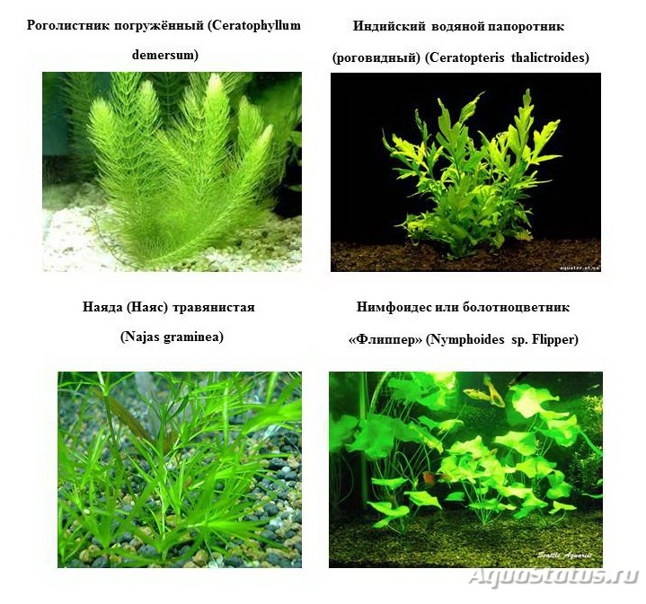 Аквариумные растения: фото с названиями и описанием, особенности ухода