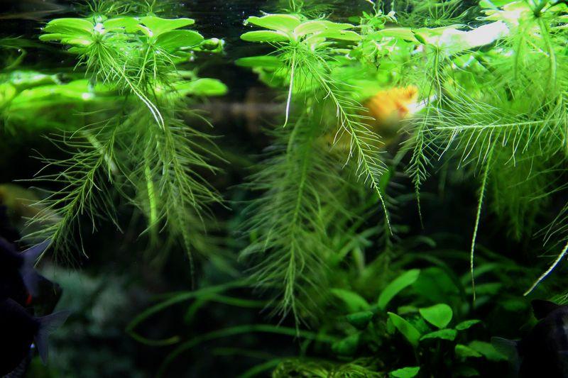 Пистия или водяной салат: необыкновенное плавающее растение