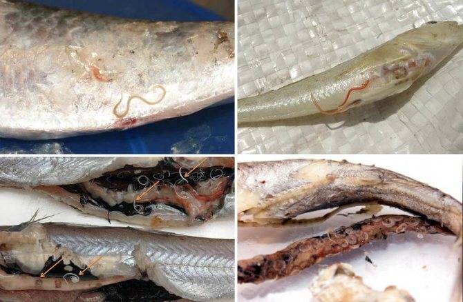 Рыба путассу: польза и вред для организма, фото, использование в кулинарии
