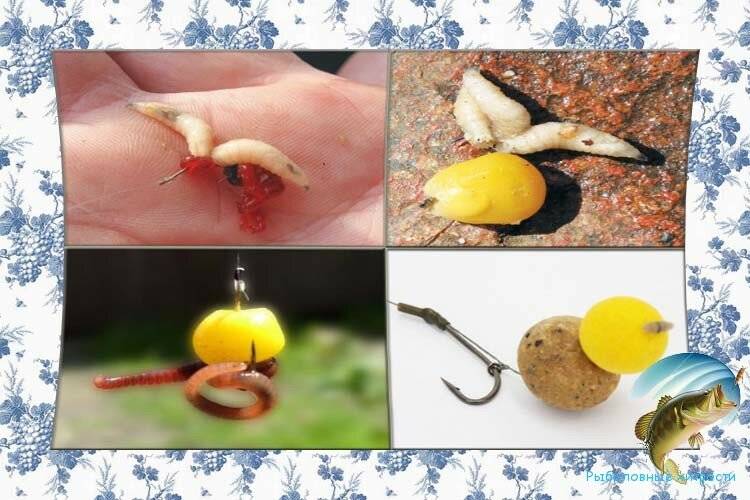 Навозный червь: тонкости выбора наживки и советы по применению червей в качестве наживки (100 фото)