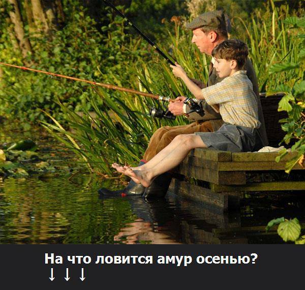 Основные причины плохого клёва карася
