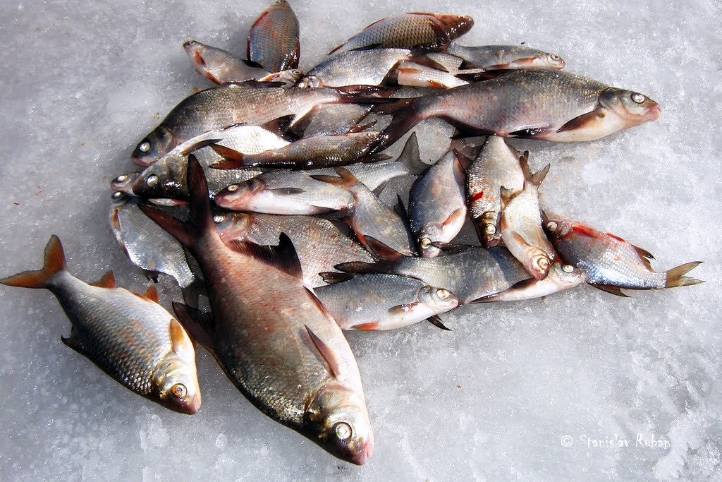 Улов 8. Зимний улов рыбы. Зимняя рыбалка улов. Улов леща зимой. Много рыбы.