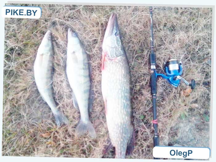 Рыбалка в брестской области: видовое разнообразие рыбы, платные и бесплатные водоёмы, особенности рыбной ловли