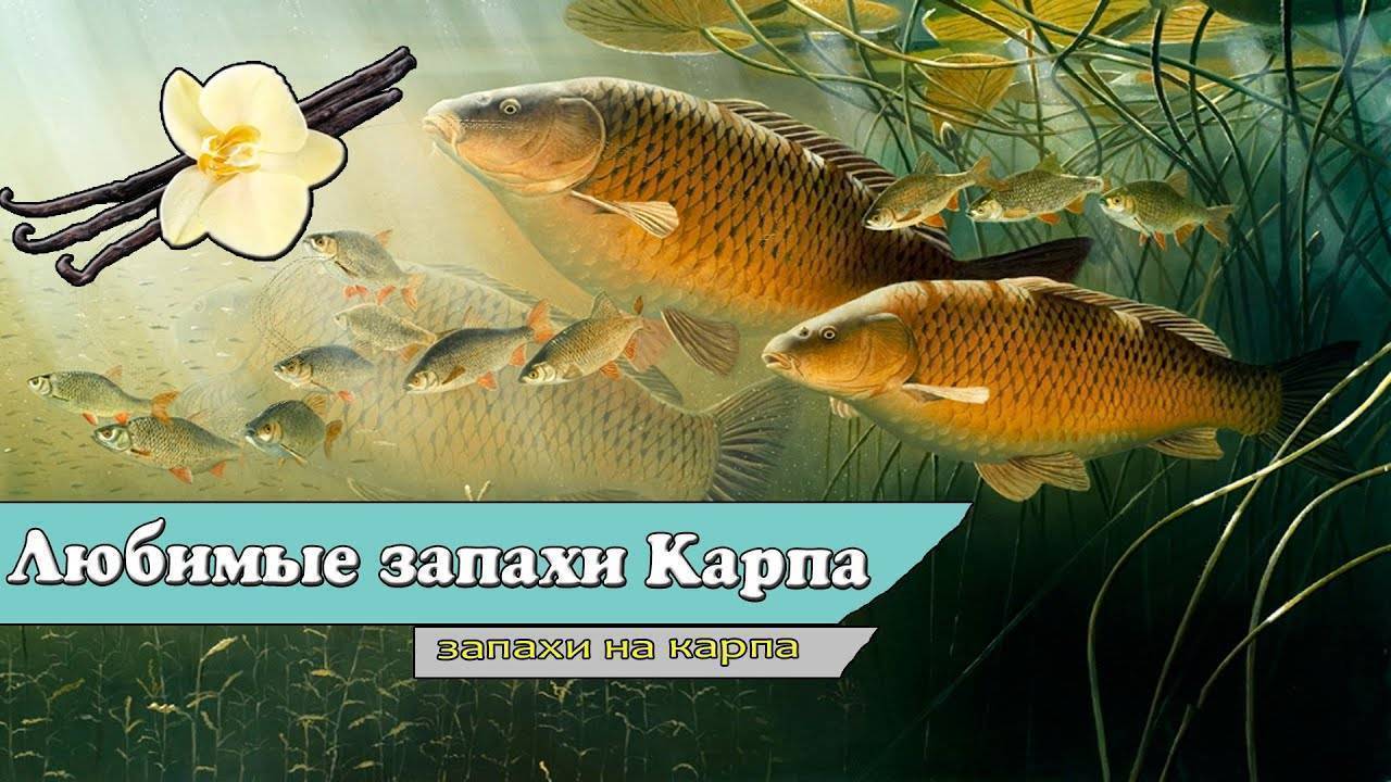 Какие запахи любит карп весной. Любимые запахи карпа. Запах который привлекает рыб. Какие запахи любит Карп. Какие вкусы любит Карп.