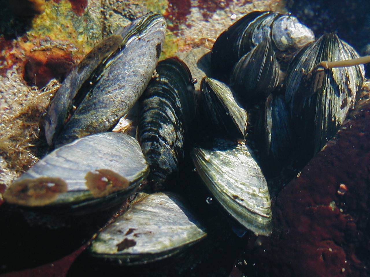 Двустворчатые моллюски – представители класса, особенности строения систем (7 класс)